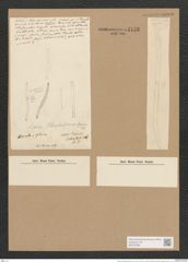 Nitzschia schlephackeana Grun. (de-Toni-Nr.: Genus 47, Species 2098) Zeichnungen Sammlung Grunow Nr. 4178 (NHMW-BOT-W0372068)